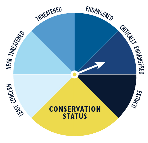  Critically Endangered graphic