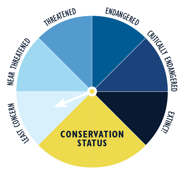 Least concern graphic