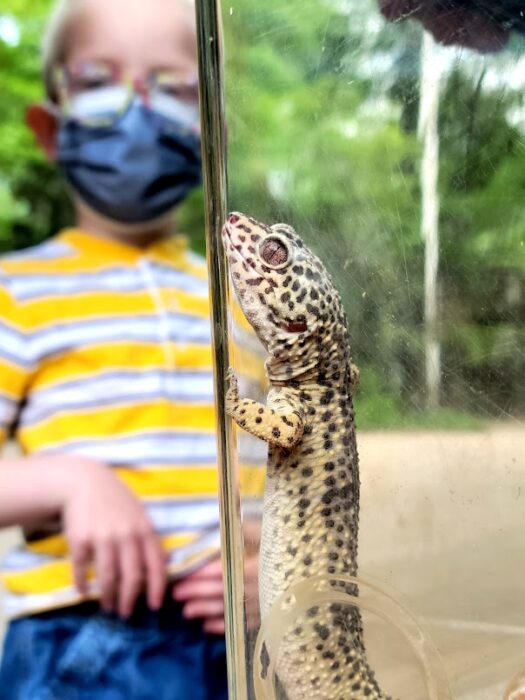 Animal Handling Docent Henry Vilas Zoo DEV