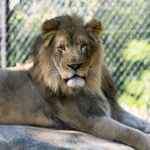 Animals - Habitat, Species & Conservation - Henry Vilas Zoo