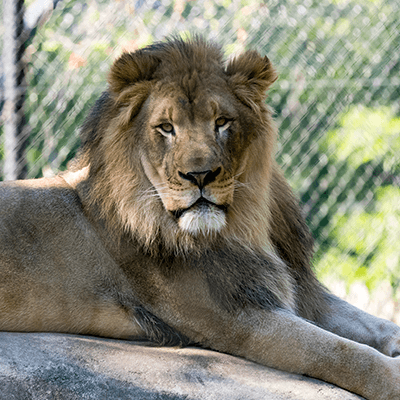 African Lion at Henry Vilas Zoo