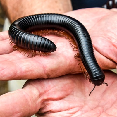 African Millipede at Henry Vilas Zoo