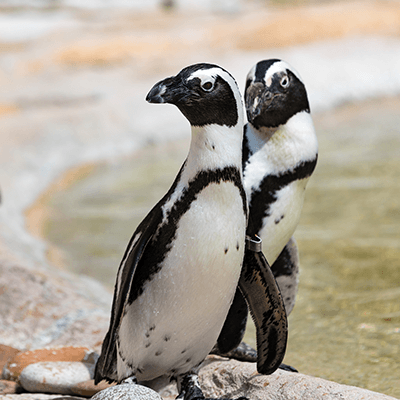 African Penguins at Henry Vilas Zoo