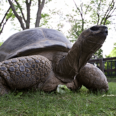 Aldabra tortoise at the Henry Vilas Zoo.