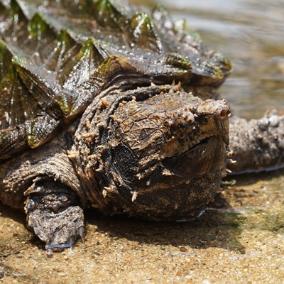 Alligator Snapping Turtle at Henry Vilas Zoo