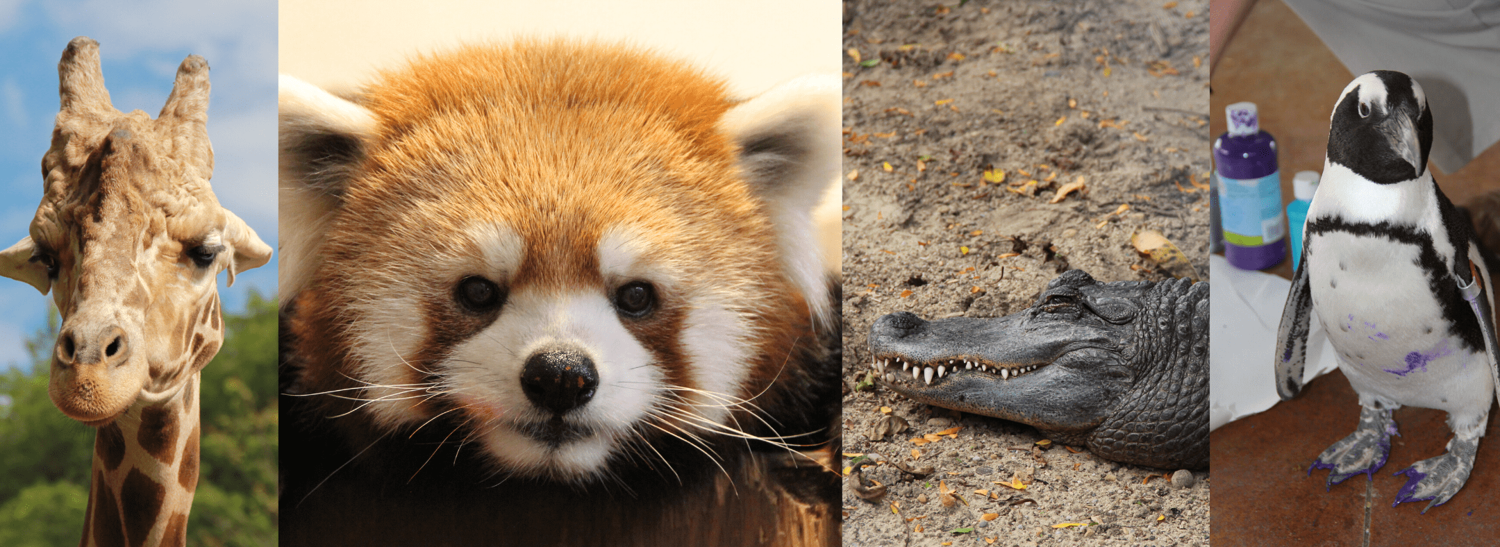 Memberships Henry Vilas Zoo