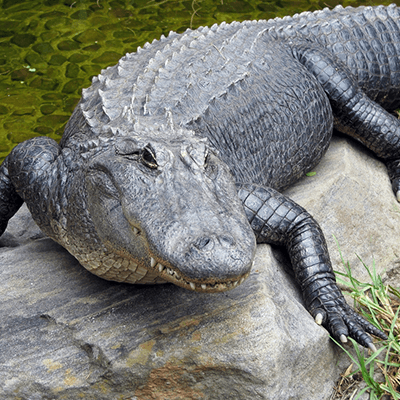 American Alligator at Henry Vilas Zoo