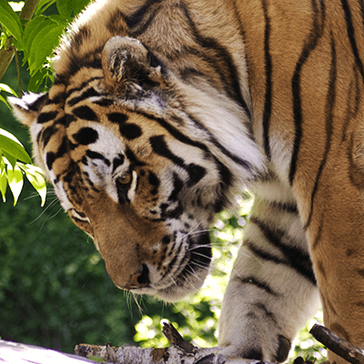 Amur Tiger at Henry Vilas Zoo