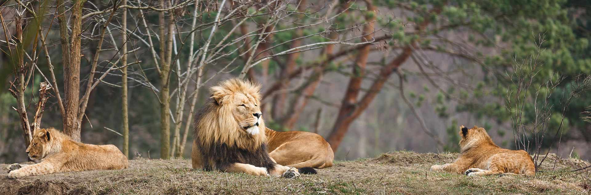 Rent the Zoo Weddings, Meetings & Parties Henry Vilas Zoo