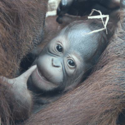 Orangutan Baby