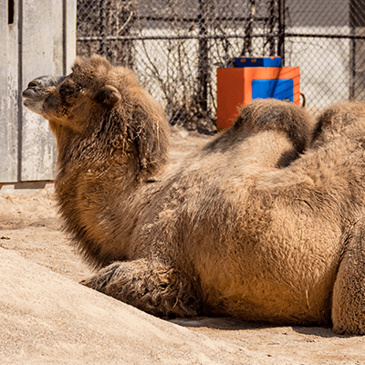 Bactrian Camel at Henry Vilas Zoo