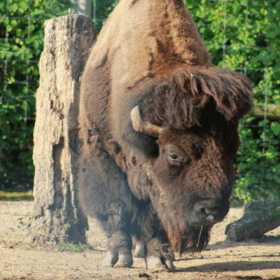Bison