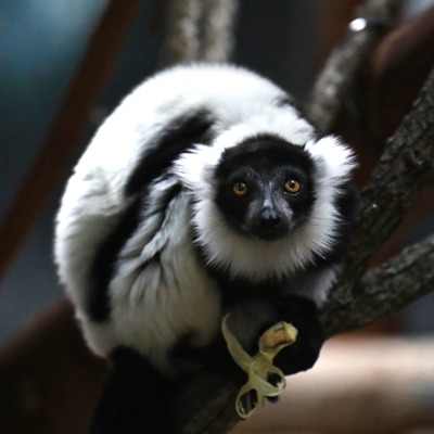 Black and White Ruffed Lemur at Henry Vilas Zoo
