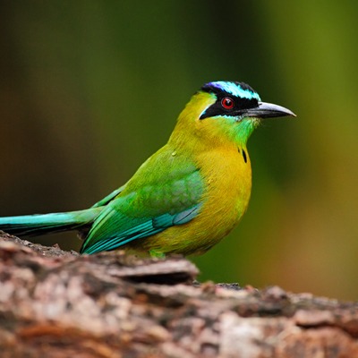 Blue Crowned Motmot at Henry Vilas Zoo