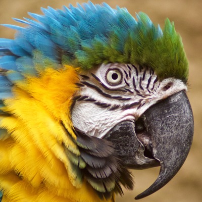 Blue and Yellow Macaw at Henry Vilas Zoo
