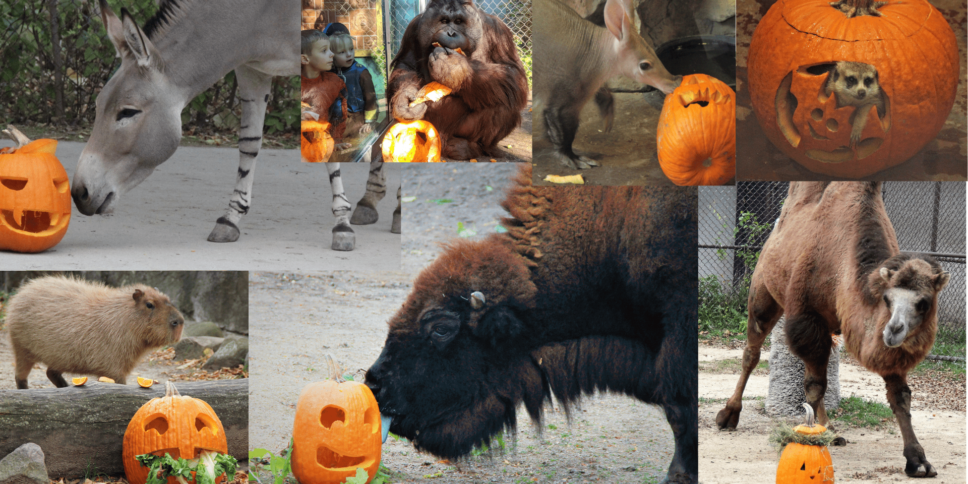 Animals with pumpkins