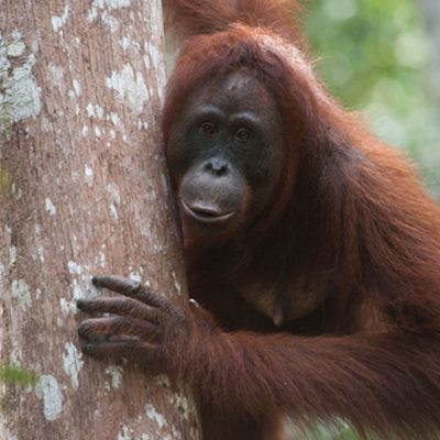 Bornean Orangatan by a tree.