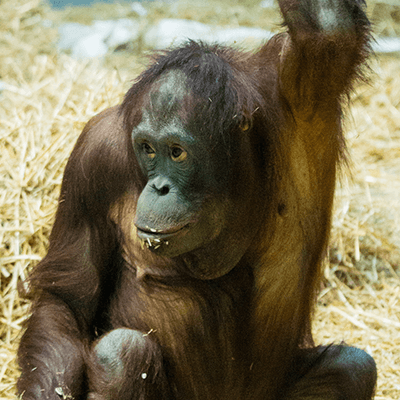 Bornean Oranguatan at Henry Vilas Zoo