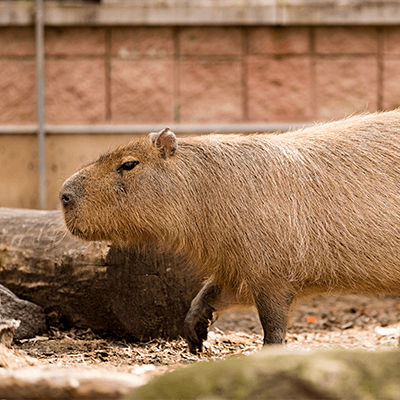 Capybara at Henry Vilas Zoo