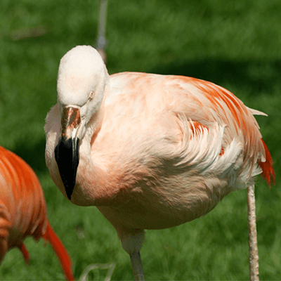 Chilean Flamingo at Henry Vilas Zoo