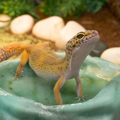 Common Leopard Gecko at Henry Vilas Zoo