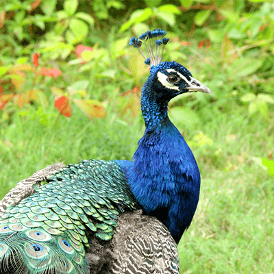 Common Peafowl at Henry Vilas Zoo
