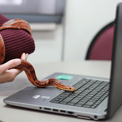 Snake on a keyboard