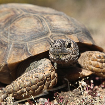 Desert Tortoise at the Henry Vilas Zoo