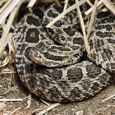 Eastern Massasauga Rattlesnake at Henry Vilas Zoo