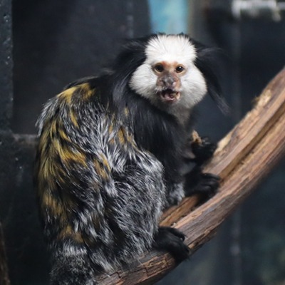 Geoffroy's Marmoset at Henry Vilas Zoo