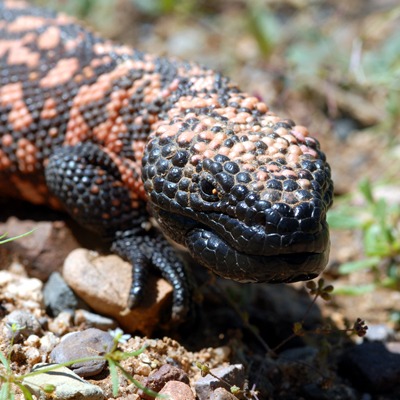 Gila Monster at Henry Vilas Zoo