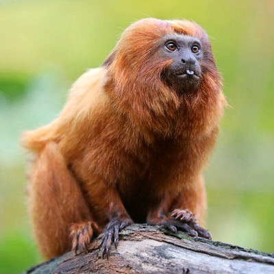 Golden Lion Tamarin at Henry Vilas Zoo