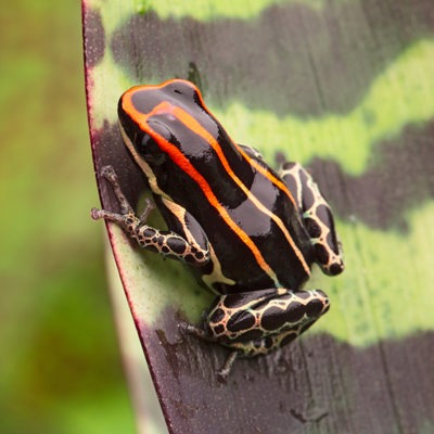 Golfodulcean Poison Dart Frog at Henry Vilas Zoo