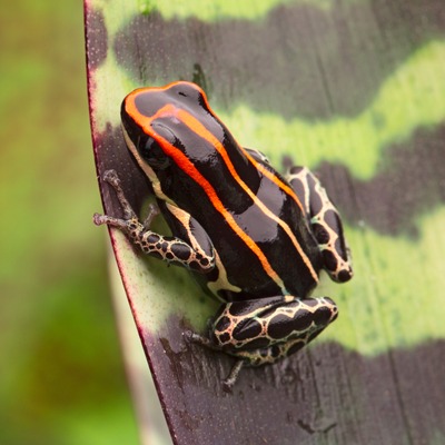 Golfodulcean Poison Dart Frog - Our Animals - Henry Vilas Zoo