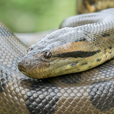Green Anaconda Our Animals Henry Vilas Zoo