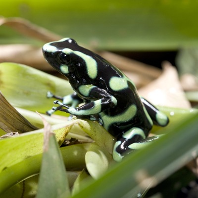 Green Black Poison Frog at Henry Vilas Zoo