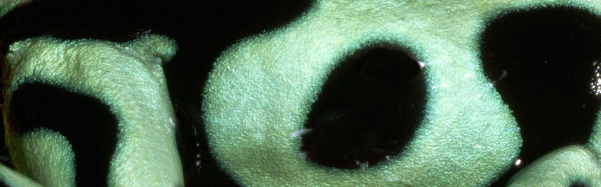 Green and Black Poison Dart Frog Our Animals Henry Vilas Zoo