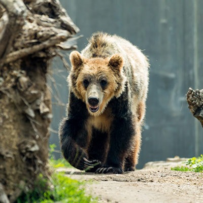 Grizzley Bear at Henry Vilas Zoo