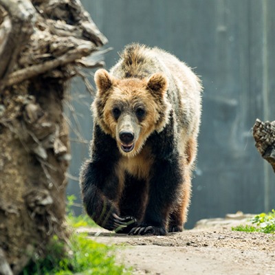 Grizzley Bear at Henry Vilas Zoo
