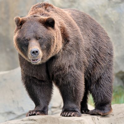 A grizzly bear at Henry Vilas Zoo.