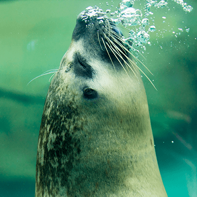 Habor Seal at Henry Vilas Zoo