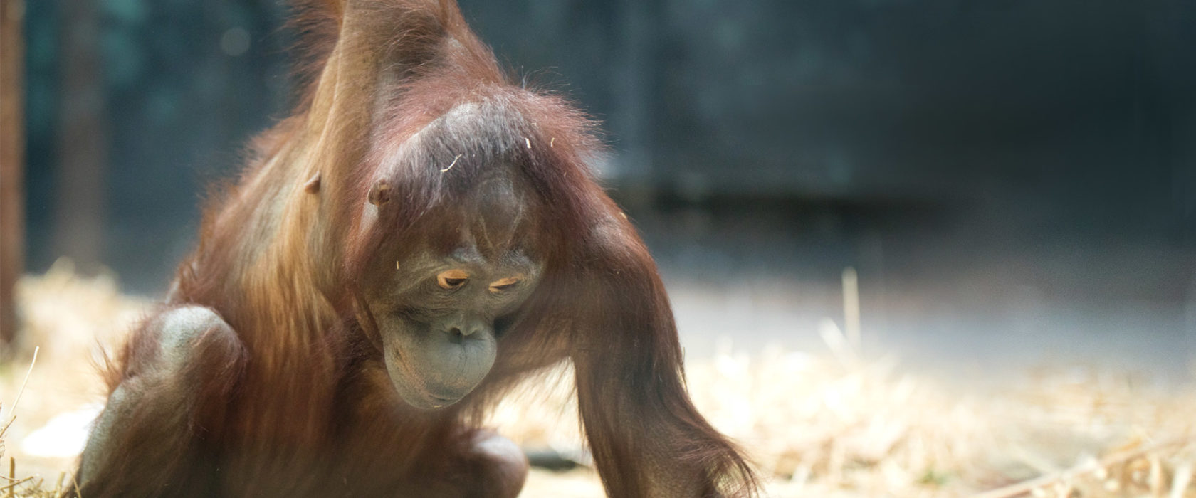 International Orangutan Day - Events - Henry Vilas Zoo