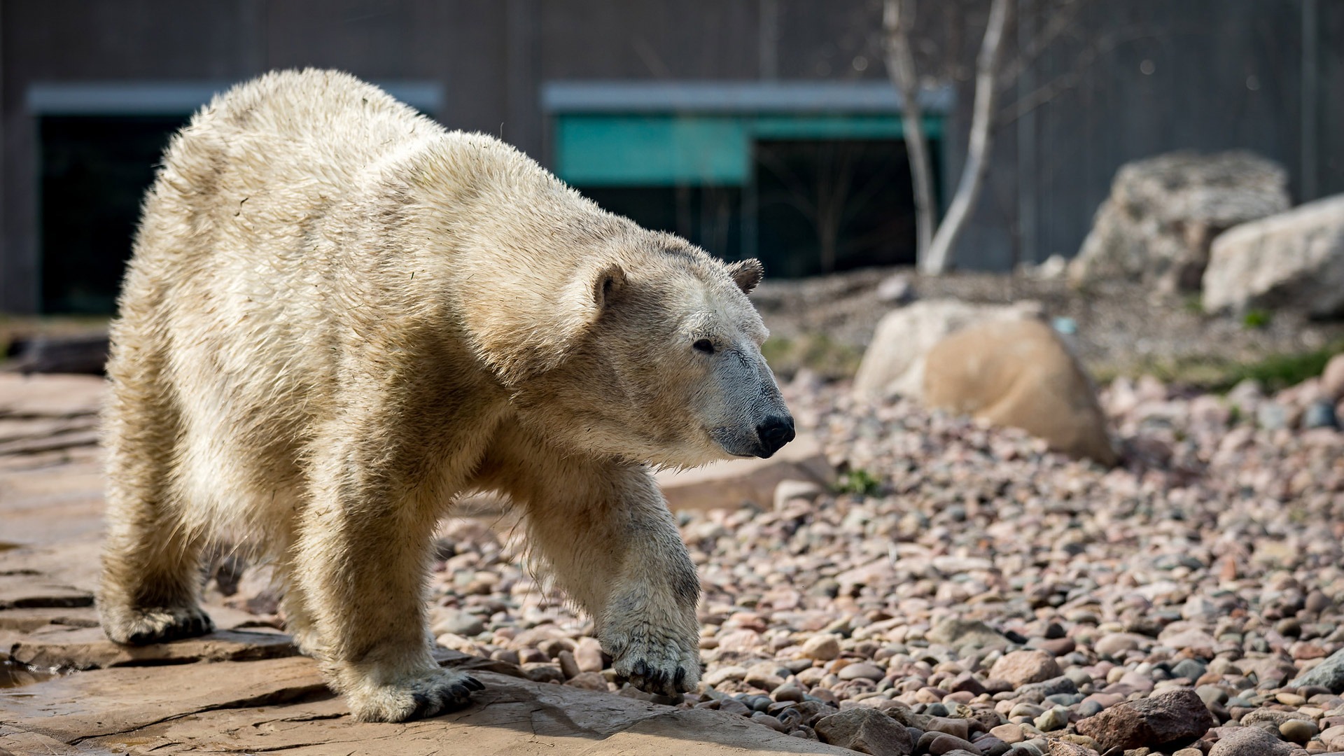 Polar Bear