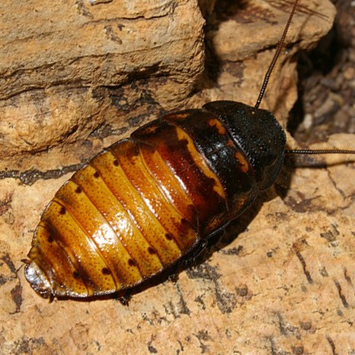 Hissing Cockroach at Henry Vilas Zoo