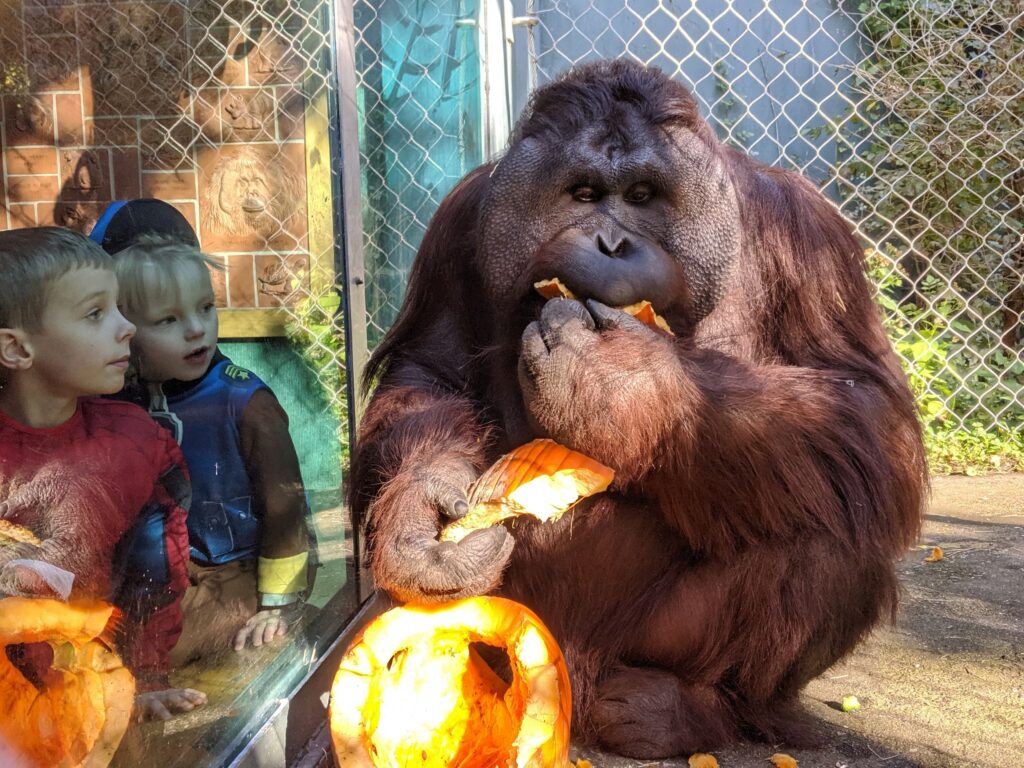 World Orangutan Day - Henry Vilas Zoo