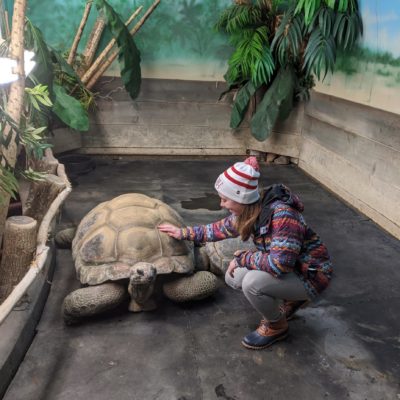 Guest touching an Aldabra Tortoise