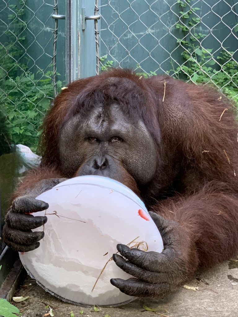 International Orangutan Day - Events - Henry Vilas Zoo
