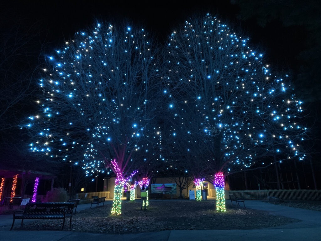 Trees lit up