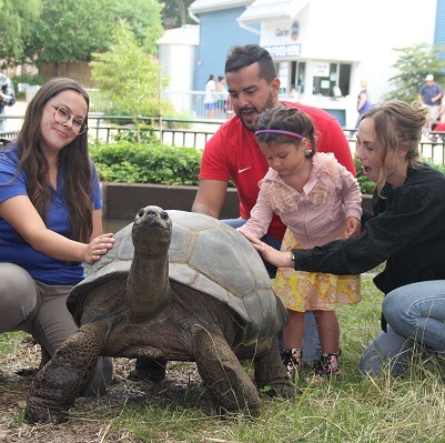 Family meeting giant tortoise