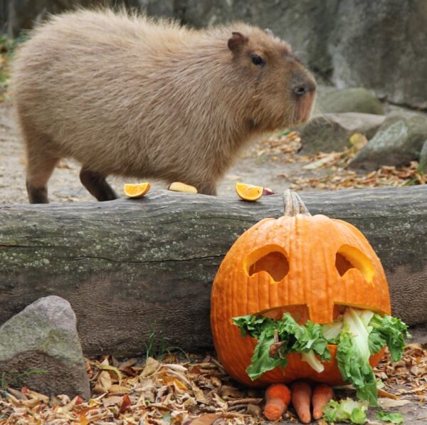 Capybara with a pumpkin